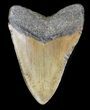 Bargain, Megalodon Tooth - North Carolina #36255-1